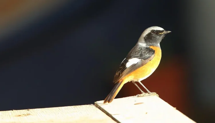 Feios Netflix Como Assistir à Série Completa Online