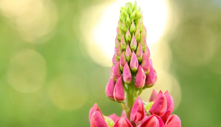 Lupin Temporada 3 Data de Lançamento e Novidades-chave