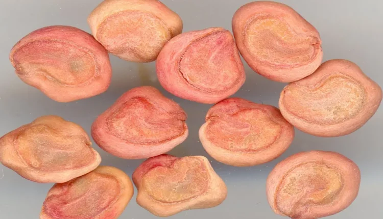 Scanner automotivo: como usar e interpretar códigos